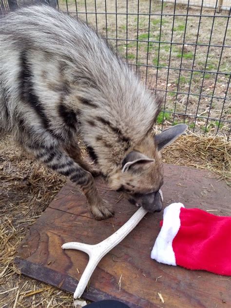 Pin by rayetta eaton on Mother of Hyenas | Hyena, Animals, Cats