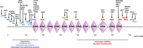 Frontiers Phosphorylation Dependent Regulation Of WNT Beta Catenin