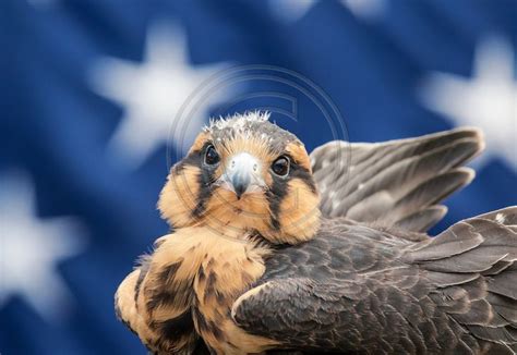 Falcon Like Bird Crossword Clue