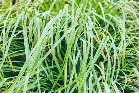 6 Best Grasses For Dogs