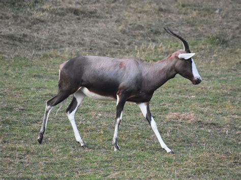 damaliscus phillipsi blesbok  zoos