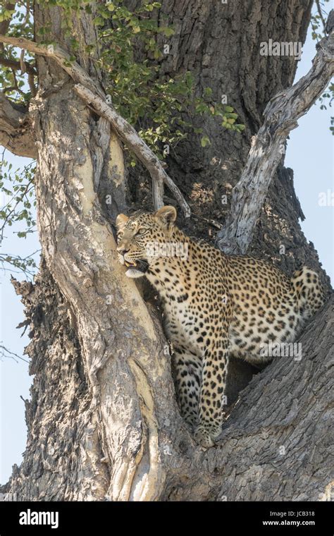 Leopard Lying In Tree Stock Photo Alamy