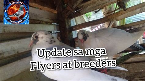 Update Muna Sa Kalagayan Ng Mga Flyers At Breeders YouTube