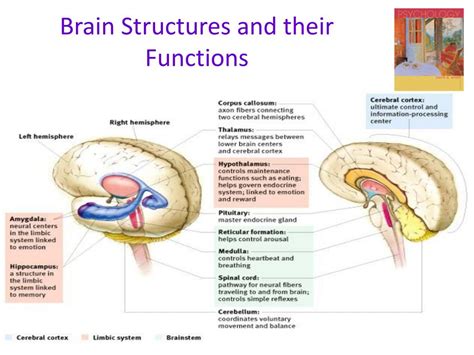 brain structures   functions powerpoint