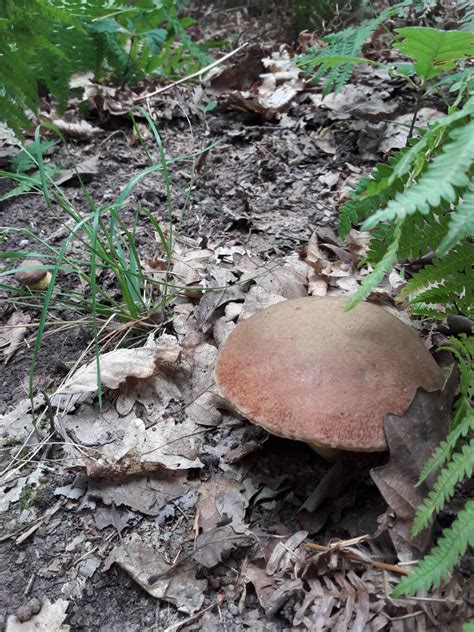 Les p tits papiers Ballade à la forêt De Buzet
