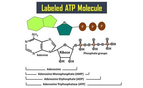 Labeled ATP Molecule Diagram or Structure - Biology Brain