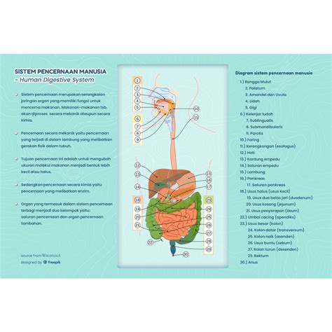 Jual Poster Sistem Pencernaan Manusia Edu 35 Poster Edukasi