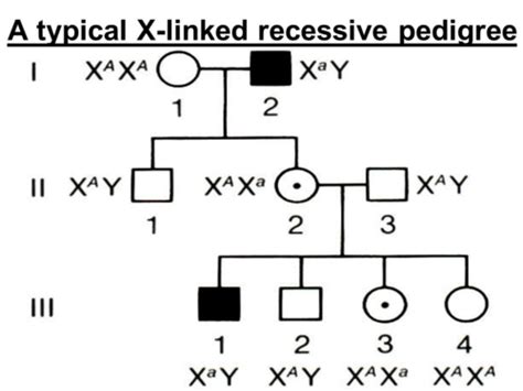 Lecture Sex Linked Disorders Flashcards Quizlet