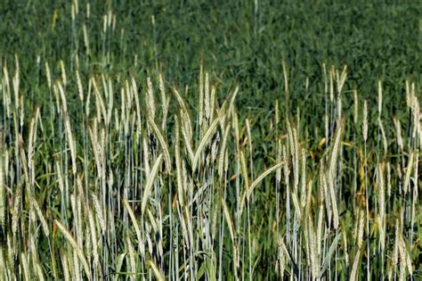 Un Campo Agr Cola Donde Se Cultivan Cereales Foto Premium