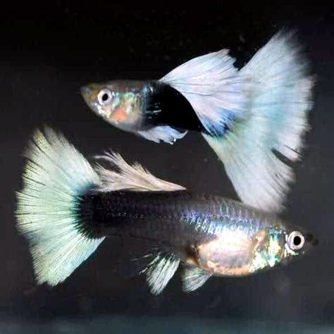 Aquarium Central Guppies Pair Platinum Dumbo Tuxedo Guppy 3 5cm