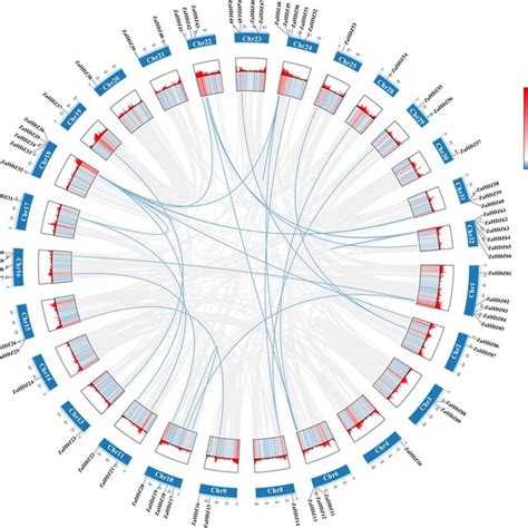 Collinearity Analysis Of Zahdz Genes The Gray Line In The Circle