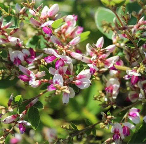 Lespedeza - засаждане и грижи, снимка и описание, видове и сортове