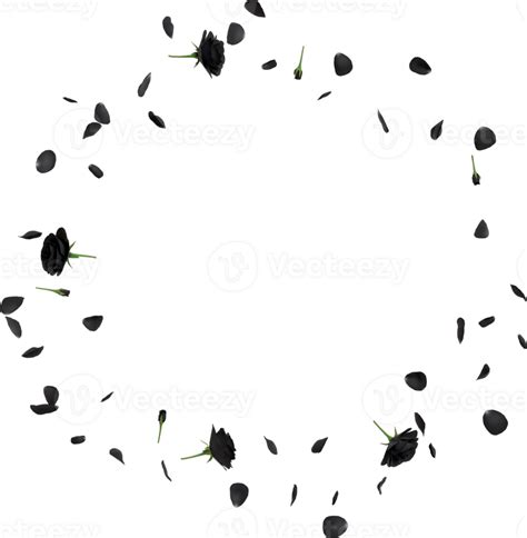 Black Rose Flowers 46790888 Png