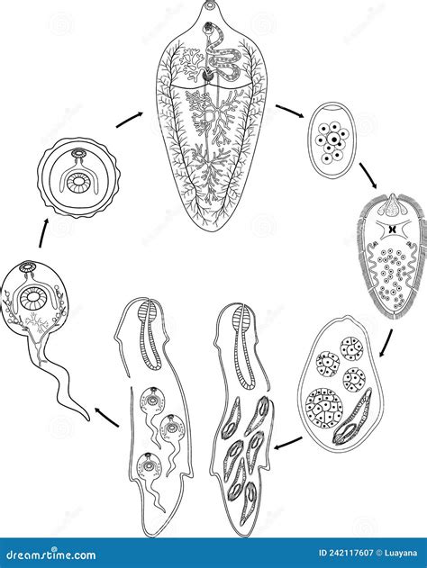 Coloring Page With Life Cycle Of Sheep Liver Fluke Fasciola Hepatica