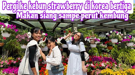 PERGI KE KEBUN STRAWBERRY DI KOREA BERTIGA MAKAN SIANG SAMPE PERUT