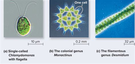 Ch 28 Protists Flashcards Quizlet