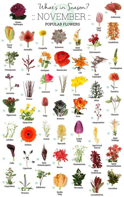 Flowers In Season November Wholesale Flowers Popular Flowers