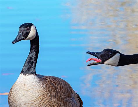 That Nagging Feeling Photograph By Tori M Bird Fine Art America