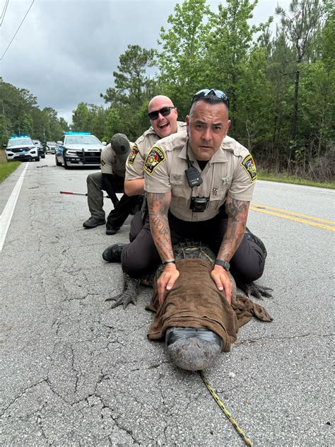 Onslow County deputies wrangle giant gator | WNCT