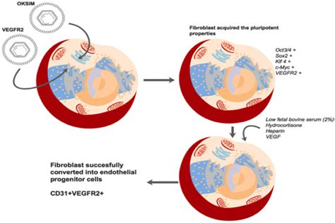 Direct Reprogramming Of Fibroblasts Into Endothelial Progenitor Cells