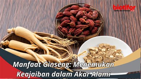 Jenis Tanaman Ginseng Manfaat Jenis Dan Cara Merawat