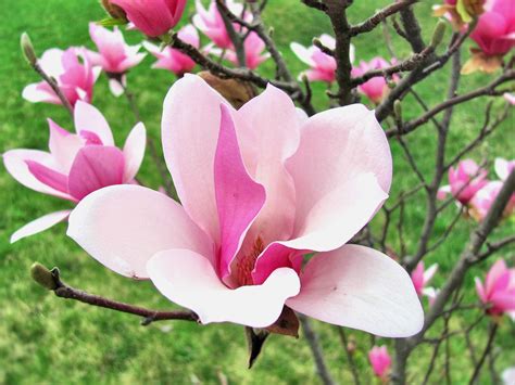 Magnolia Wallpapers - Wallpaper Cave