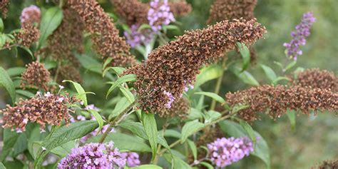 Taille Du Buddleia Quand Et Comment Tailler Les Arbres Aux Papillons