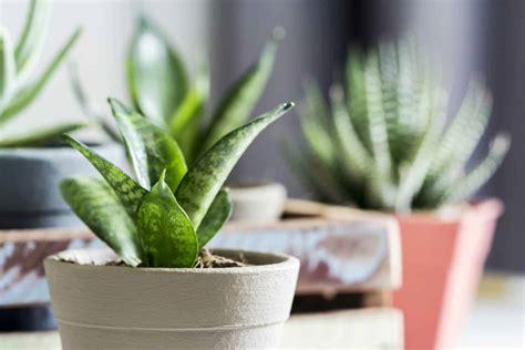 Are Snake Plants Toxic to Cats?