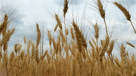 Wheat Field 1622871 Stock Video at Vecteezy