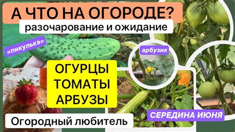 А ЧТО НА ОГОРОДЕ? // разочарование и ожидание // ОГУРЦЫ, ТОМАТЫ, АРБУЗЫ ...
