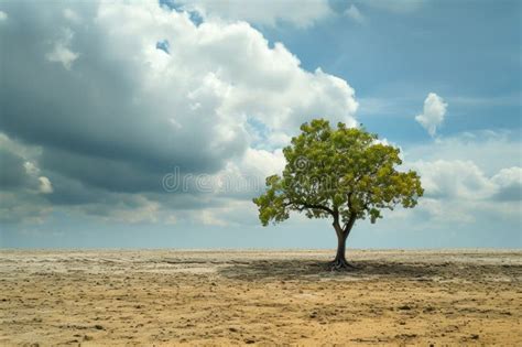 Lone Tree Standing Tall In A Barren Landscape A Symbol Of Strength And