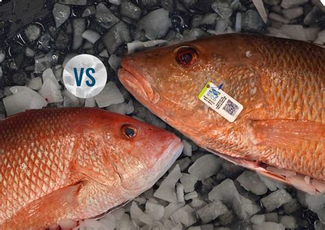 Mangrove Snapper Vs Red Snapper Wild Seafood Market