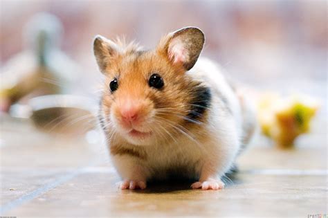 Hamster Care - Ontario SPCA and Humane Society
