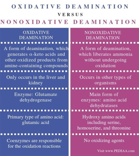 What Is The Difference Between Oxidative And Nonoxidative Deamination