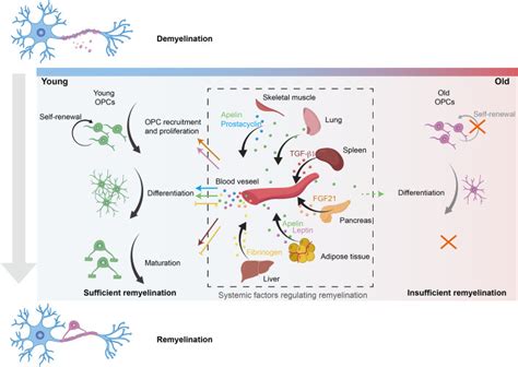 Central Nervous System Regeneration The Roles Of Glial Cells In The Potential Molecular