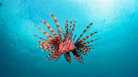 Фотография: океан, рыба, крылатка