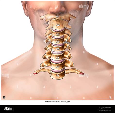 Cervical vertebrae 7 hi-res stock photography and images - Alamy