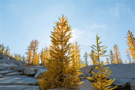 Larch Stock Photo Image Of Trail Pure Larches Serene 258504564
