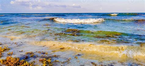 Very disgusting beach water with red seaweed sargazo Caribbean Mexico ...