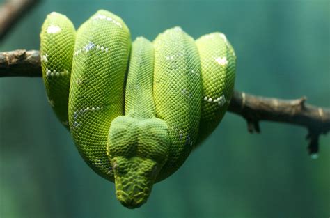 Собакоголовый удав: masterok — LiveJournal