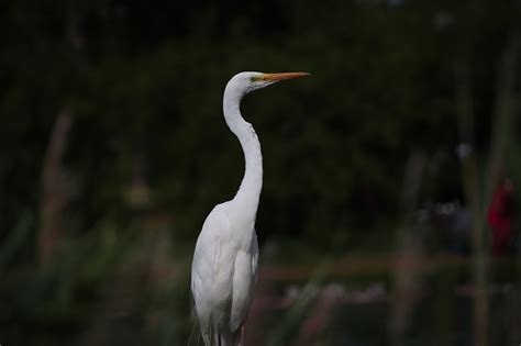 Bird Egret Feathers Free Photo On Pixabay Pixabay