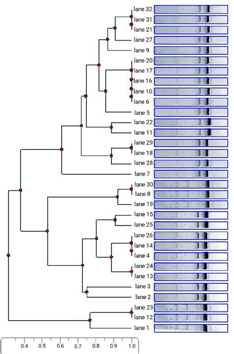 Dendrogram Of All 32 P Aeruginosa Isolates Showing The Presence Of Two