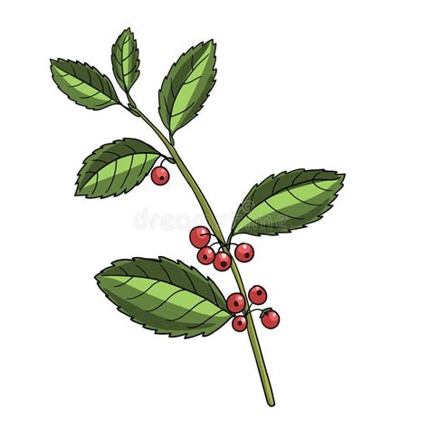Dibujo Vectorial Yerba Mate Stock de ilustración - Ilustración de ...