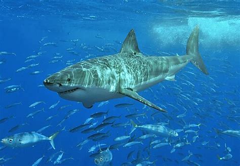 Great white shark - Simple English Wikipedia, the free encyclopedia