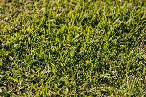 Identifying Sod Webworm Damage And What To Do About Damages By Bella