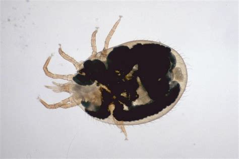 Parasitic Diseases Of Reptiles Exotic And Laboratory Animals Merck