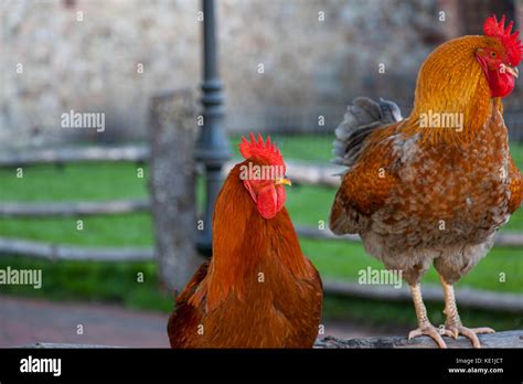 Two Roosters On A Old Wooden Fence Resting In A Castle Yard Stock Photo