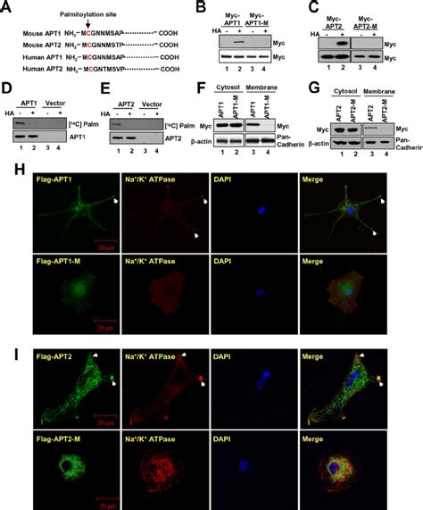 Palmitoylation Of Apt1 Or Apt2 Promotes Their Membrane Localization