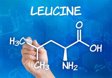 L leucine benefits - We Golden Age