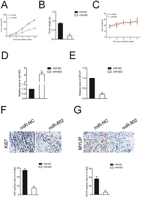 Identification Of Mylip Gene And Mirna Involved In The Growth And